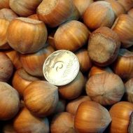 Саджанець Фундук Каталонський в контейнері